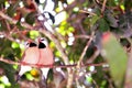 Two Long-tailed finch birds