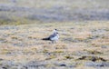 Two Long-tailed Jaegers Stercorarius longicaudus Perched on the Tundra