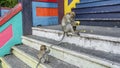 Two long-tailed macaque monkeys, mother and baby, sit on the steps Royalty Free Stock Photo