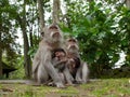 Two long tailed macaque mothers with babies