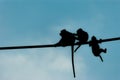 Two long-tailed macaques are dewormed while another hangs from the rope in Borneo, Malaysia