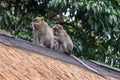 Two long-tailed macaques on the roof grooming each other. Royalty Free Stock Photo