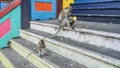 Two long-tailed macaques are sitting on the steps of a Hindu temple. Royalty Free Stock Photo