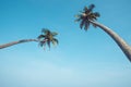 Two long tropical palm trees hang over the ocean beach with clear blue sky as background Royalty Free Stock Photo