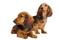 Two Longhair dachshund puppies Royalty Free Stock Photo