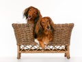 Two longhaired dachshund dogs in dog sofa