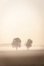 Two lonley trees in the mist Royalty Free Stock Photo