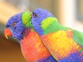 Rainbow Lorikeet pair birds in love Royalty Free Stock Photo