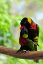 Two lorikeet birds mating Royalty Free Stock Photo