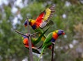 Two lorikeets on adjacent branches with another coming in to land