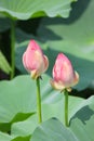 Two lotus buds on a background of green leaves Royalty Free Stock Photo