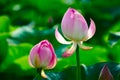 Two lotus flower buds Royalty Free Stock Photo