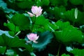 Two Lotus flowers Royalty Free Stock Photo