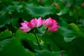 The two lotus flowers