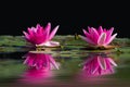 Two Lotus flowers in the lake The beautiful one Royalty Free Stock Photo