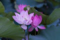 Two lotus flowers nestled together Royalty Free Stock Photo