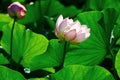 Two lotus flowers Royalty Free Stock Photo
