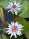 two lotus flowers in the pond Royalty Free Stock Photo