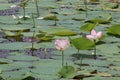 Two Lotus Flowers in Pond Water Royalty Free Stock Photo