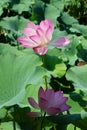 Two lotus flowers are under the sunshine Royalty Free Stock Photo