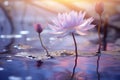 two lotus flowers in the water with the sun in the background Royalty Free Stock Photo