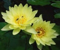 Two lotus flowers are yellow and bee pollen. Royalty Free Stock Photo