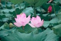 Two lotus plants stand for one pair, two pairs of pairs, and they are united forever