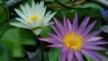 Two lotuses in the well