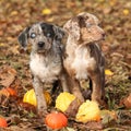 Louisiana Catahoula puppies with pumpkins in Autumn