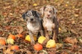 Louisiana Catahoula puppies with pumpkins in Autumn