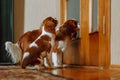 Two lovable Cavalier King Charles Spaniels wait to be let into room. One child sit and wait, second one try open gate. Royalty Free Stock Photo