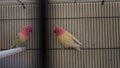 Two Love bird in the cage Royalty Free Stock Photo