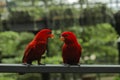 Two love bird couple staring each other Royalty Free Stock Photo