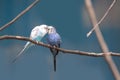 Two love birds on a branch Royalty Free Stock Photo