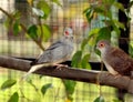 Two love birds in cage Royalty Free Stock Photo