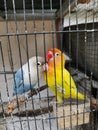 Two love birds in a cage Royalty Free Stock Photo