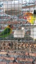 two love birds on a date in the cage Royalty Free Stock Photo