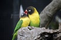 Two love birds Royalty Free Stock Photo