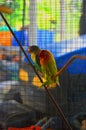 two love birds perched in a cage Royalty Free Stock Photo