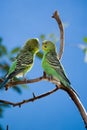 Two love brids Royalty Free Stock Photo