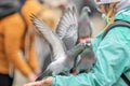 Two Love Making Pigeons On An Arm At The Amsterdam Dam Square The Netherlands 2019 Royalty Free Stock Photo