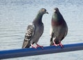 Two in love pigeons