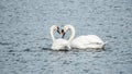 Two love swans in the Swedish archipelago