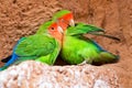 Two of the lovebird parrots sit huddled together and clean their feathers Royalty Free Stock Photo