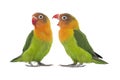 Two lovebird parrots sort out the relationship between themselves isolated on white