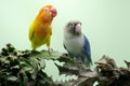 Two lovebirds are perched on a cactus tree.