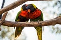 Two lovebirds perched together on a tree.