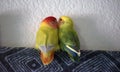 Two lovebirds snuggled up together Royalty Free Stock Photo