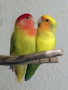 Two lovebirds snuggled up together Royalty Free Stock Photo