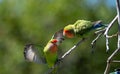 Two lovebirds squabbling in a tree Royalty Free Stock Photo